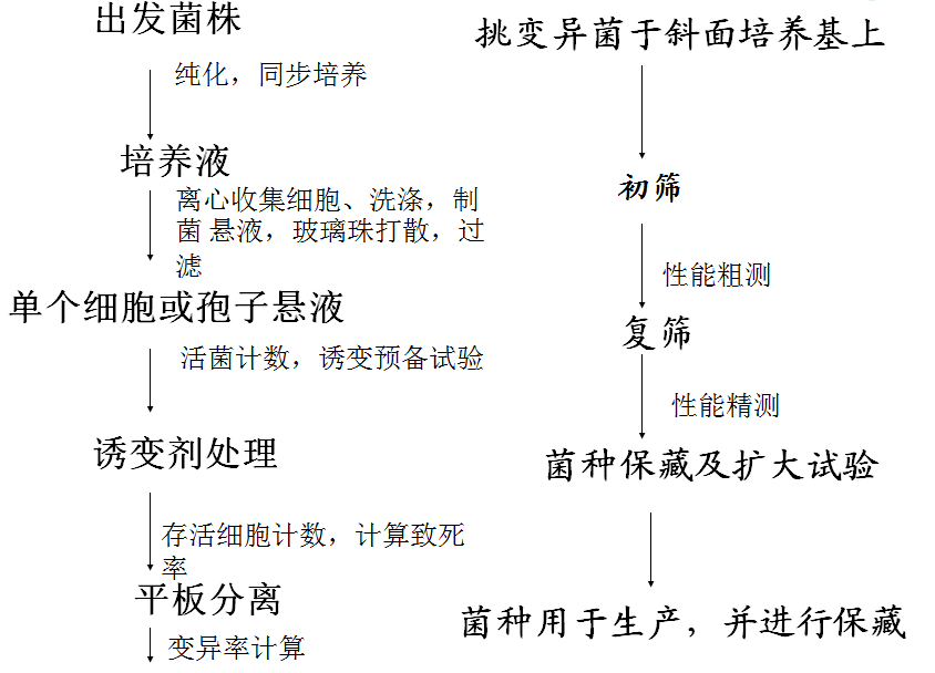 诱变育种基本环节(菌种筛选) 以选育高产突变株为例