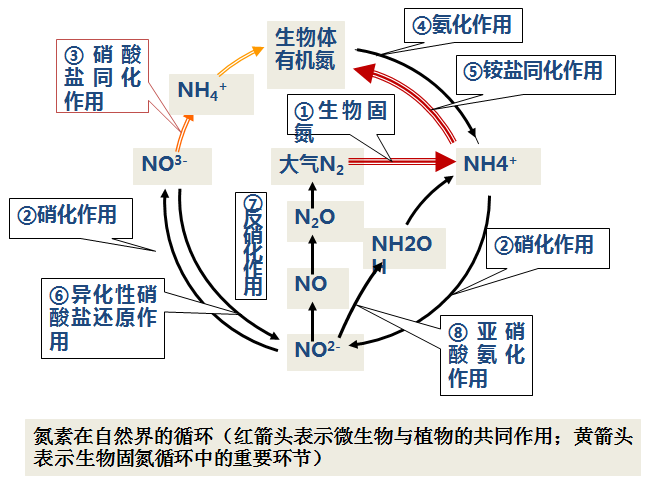 自然界的氮素循环是各种元素循环的中心,而微生物是整个氮素循环的