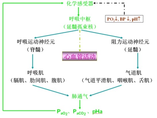 人体生理学-血液循环