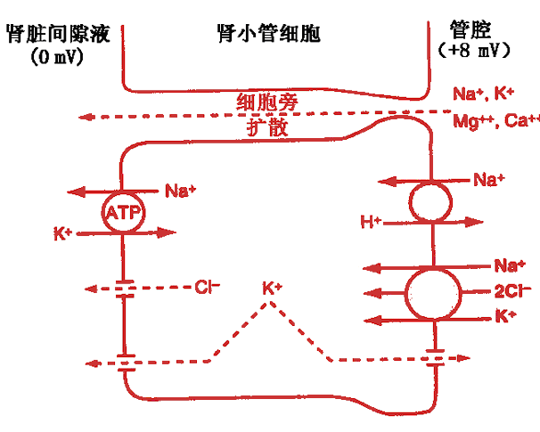 图8-14 袢的重吸收机制