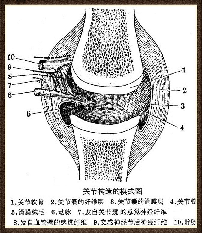 【3】滑膜关节(关节):骨与骨之间借膜性结缔组织囊相连,有间隙,能运动