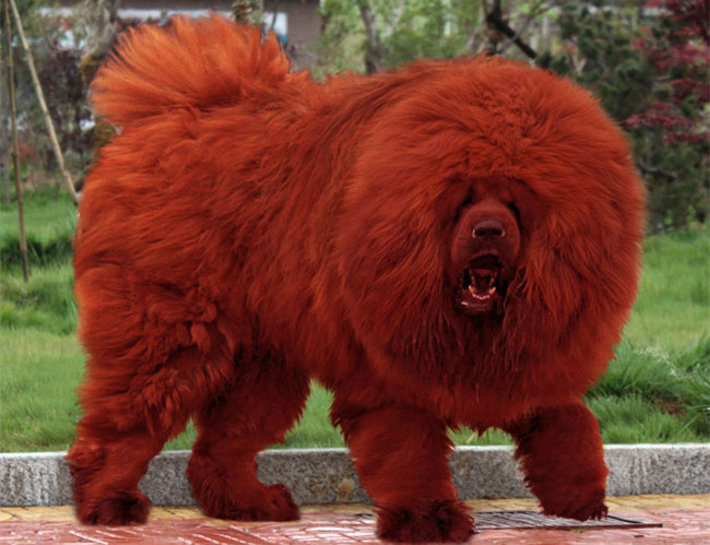 藏獒智商排名_狗狗智商排名