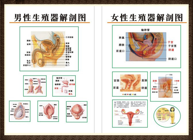 男性(雄性):阴茎,睾丸,附睾,阴囊,前列腺,精液,尿道球