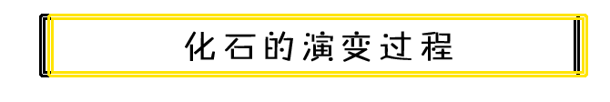 化石的演变过程.png
