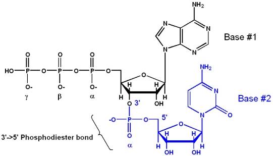 磷酸二酯键(phosphodiester bond)