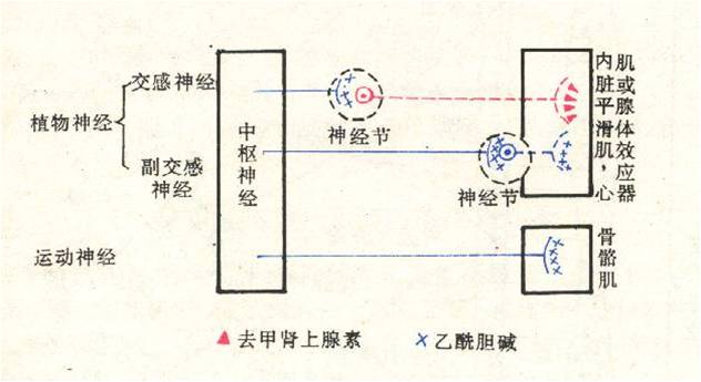 那么在交感和副交感神经元的节前和节后纤维会释放不同的神经递质