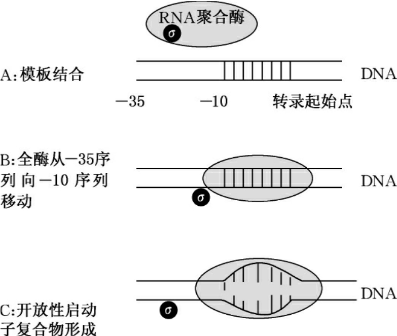 原核生物基因转录的基本过程_分子医学导论