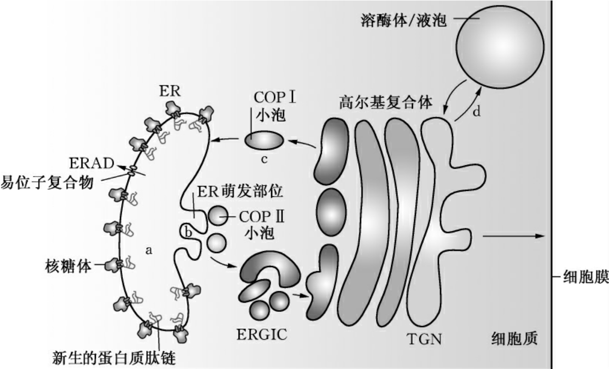 内质网的两大主要功能_分子医学导论