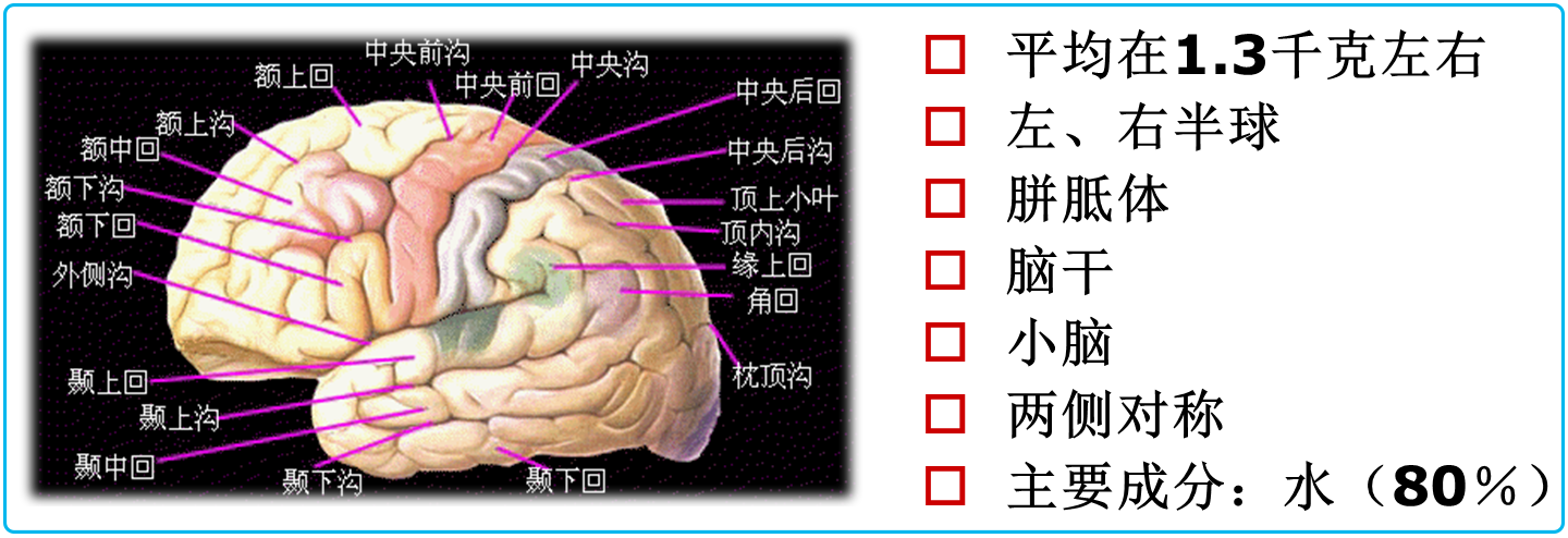 脑干,进入大脑处隆起,叫延髓—控制心跳呼吸.