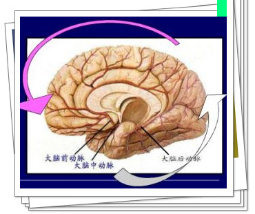 它们分布于内囊的膝部和后肢,苍白球内侧区,视束,颞叶钩回,杏仁核和侧图片