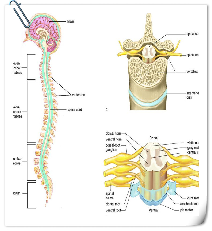 显有位于中央部的灰质和位于周围部的白质;脊髓的颈部,灰质和白质都很