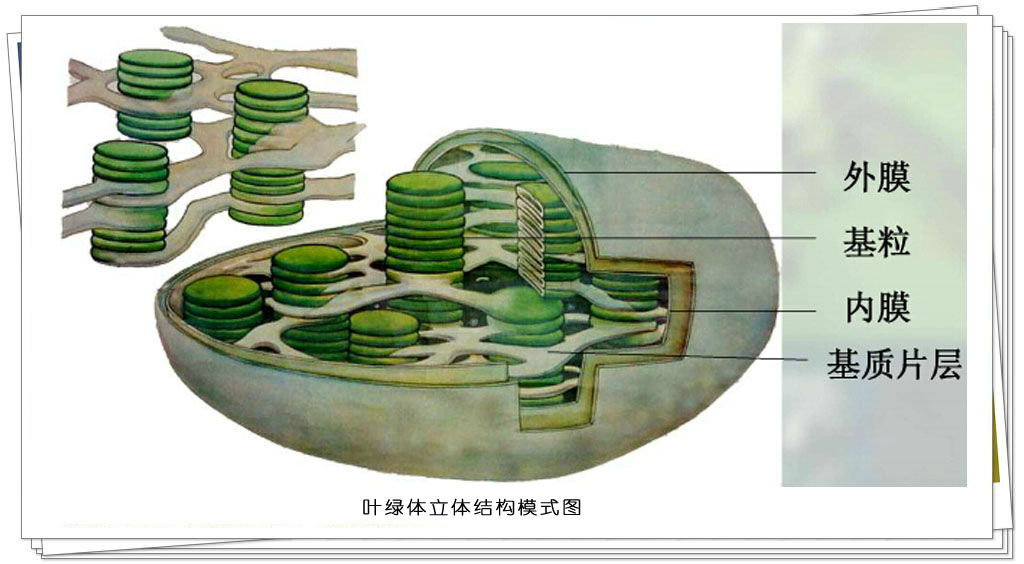 分化成熟的质体可根据其颜色和功能不同,分为叶绿体(chloroplast),有