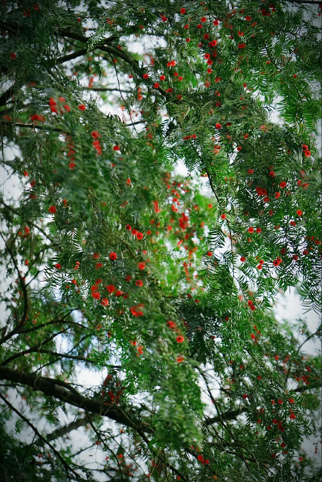 微信图片_20201124234228