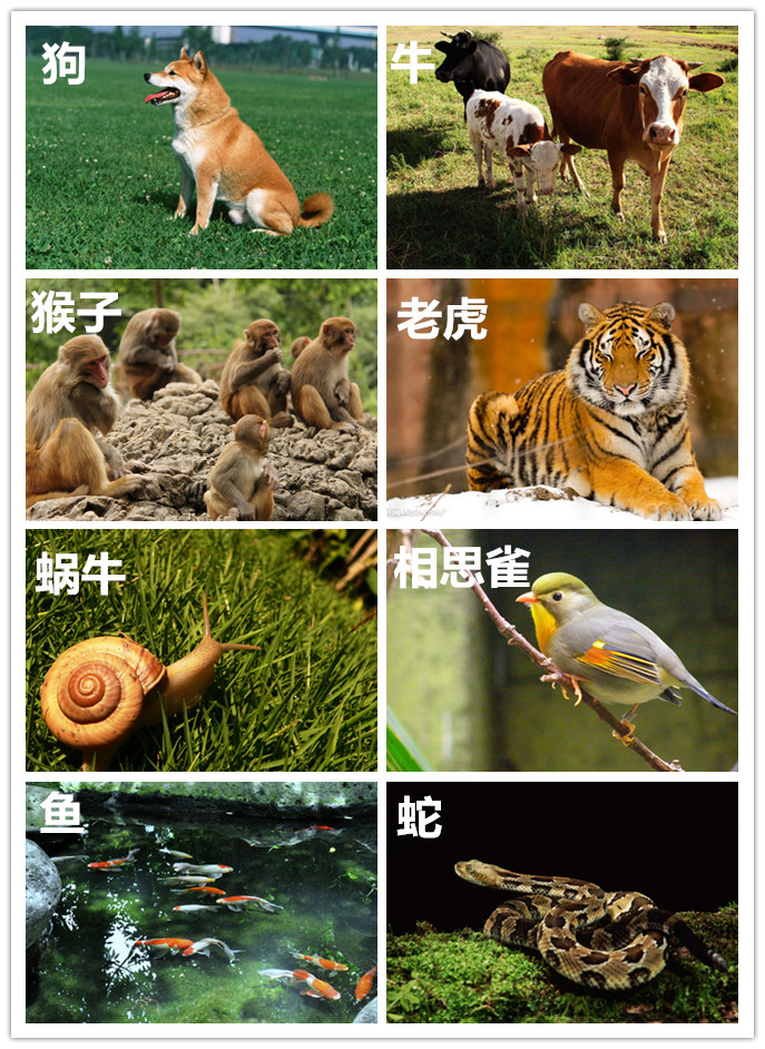 按照生活方式不同,动物可以分为野生动物和饲养动物.