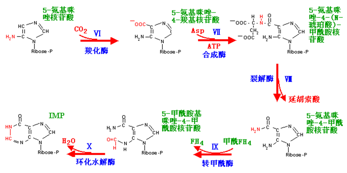 嘧啶核苷酸分子中各原子的来源及合成特点怎样_核苷酸合成抑制剂_嘌呤核苷酸分子中各原子的来源及合成特点