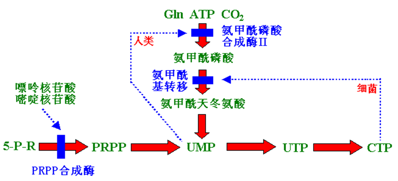 几丁质抑制剂对昆虫的作用机制主要是抑制什么的合成_抑制蒸腾剂用法_核苷酸合成抑制剂