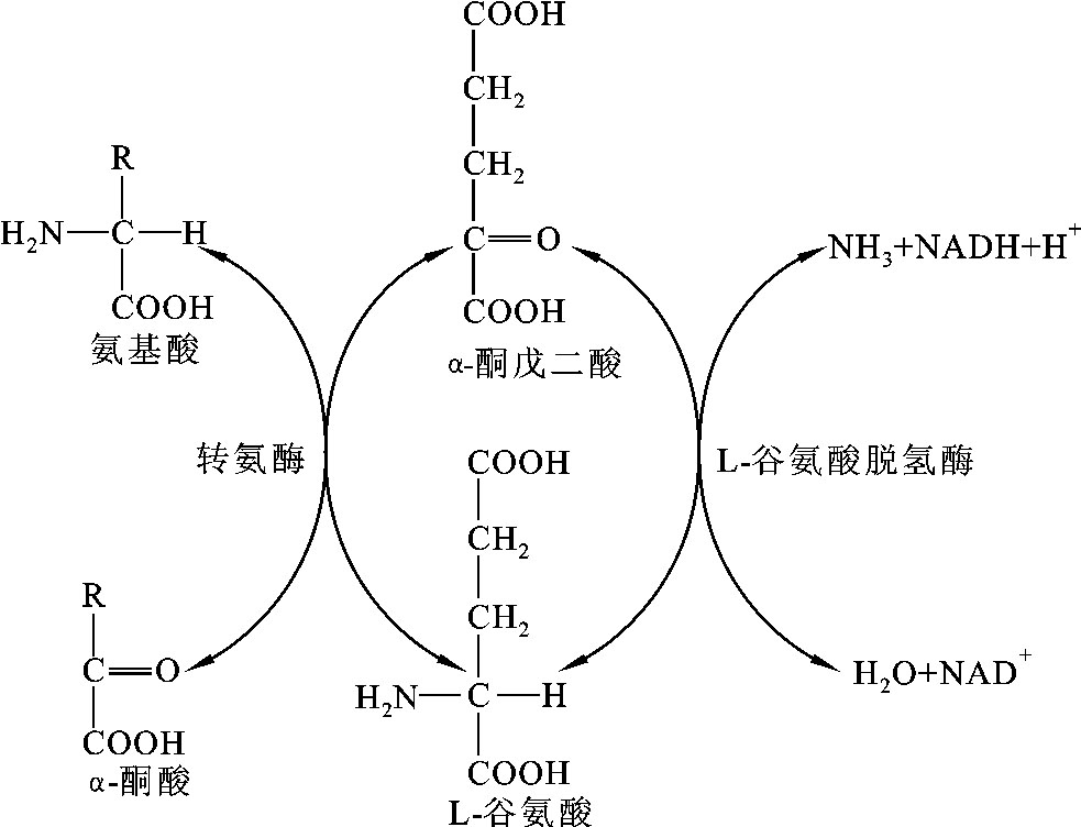 氨基酸的一般分解代谢_生物化学