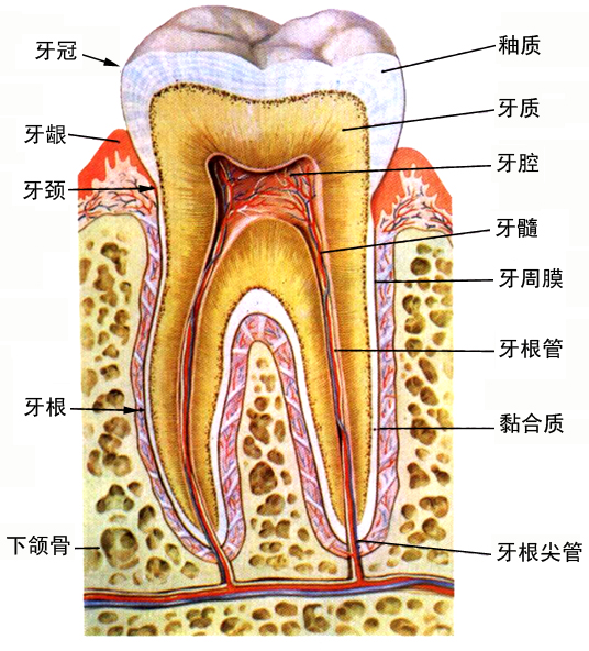 (1 )牙的形态