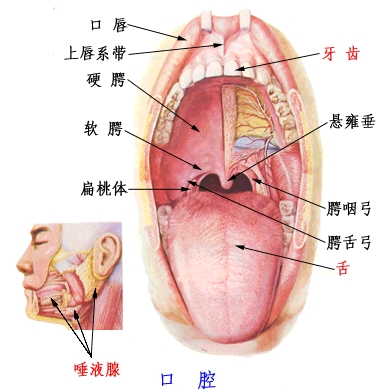 口腔的构造:口腔为消化管的起始部分,以上,下颌骨和肌为基础,外面覆以