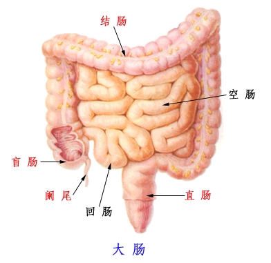 根据大肠的位置和特点,分为盲肠和阑尾,结肠,直肠,肛管. 1 .