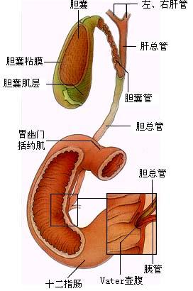 肝外胆道包括胆囊和输胆管道.