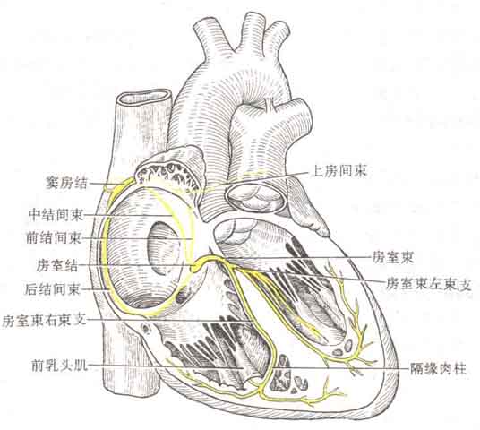 心脏搭脉停博是怎么意思_心脏搭桥是怎么回事(2)