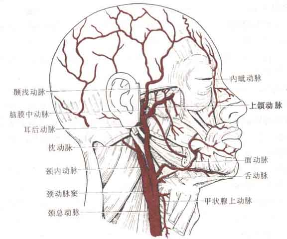 止于甲状软骨上缘处,至甲状软骨上缘处分为 颈内动脉和 颈外动脉,分布