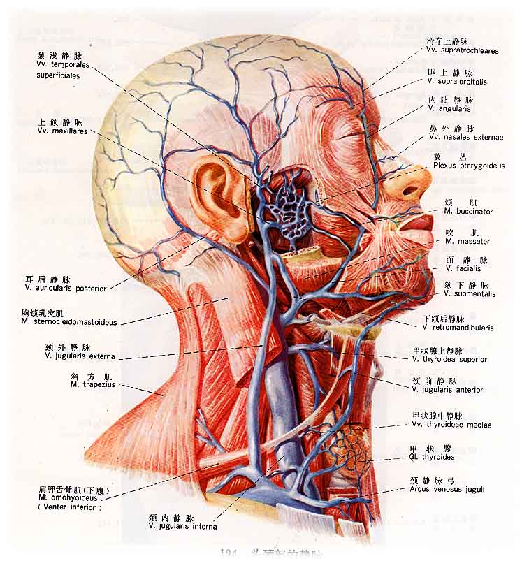 头颈部静脉