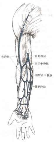 肘正中静脉:位于肘窝皮下,自头静脉斜向内上方,连至贵要静脉