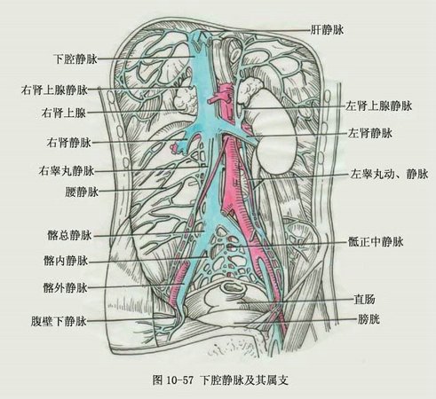 收纳范围:膈以下(腹部,盆部和下肢的静脉血). 1.