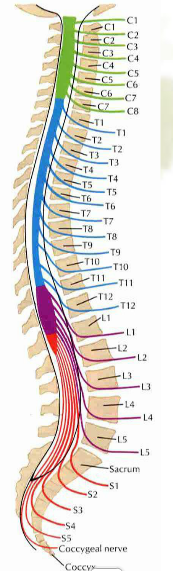 (5) 脊髓的两个膨大:脊髓全长粗细不等,有两个膨大部,上方的称 颈膨大