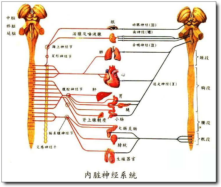 传出)纤维和内脏感觉(传入)纤维,分别构成内脏运动神经和内脏感觉神经