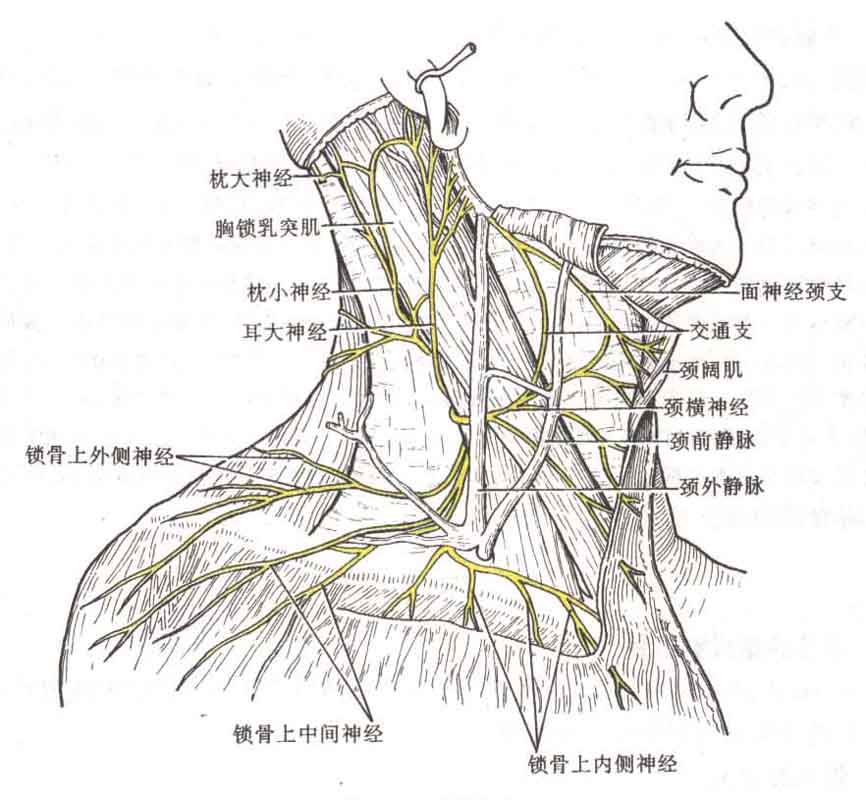 (2)主要皮支 : 枕小神经,耳大神经,颈横神经,锁骨上神经.