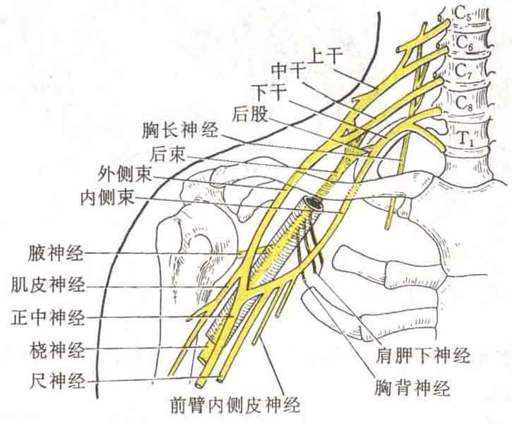 (3)最重要的肌支: 膈神经.