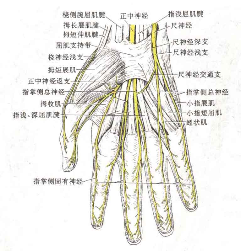  手掌背面神经分布