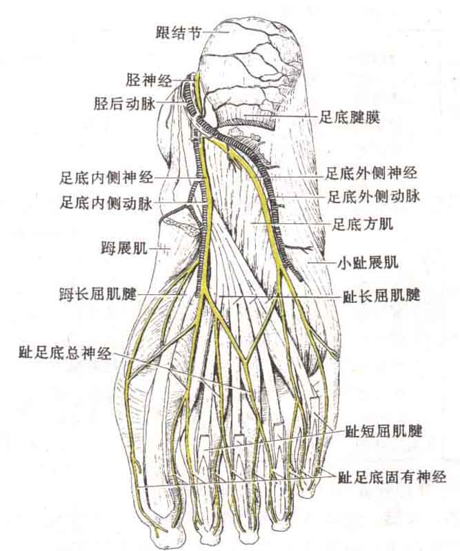 足部的神经