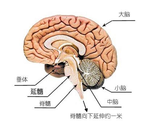 1,小脑的位置:小脑位于颅后窝内,在大脑半球枕叶的下方,脑桥与延髓的