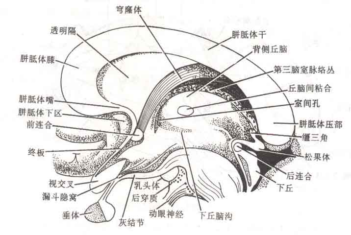 间脑主要包括 背侧丘脑,后丘脑和下丘脑三部分.