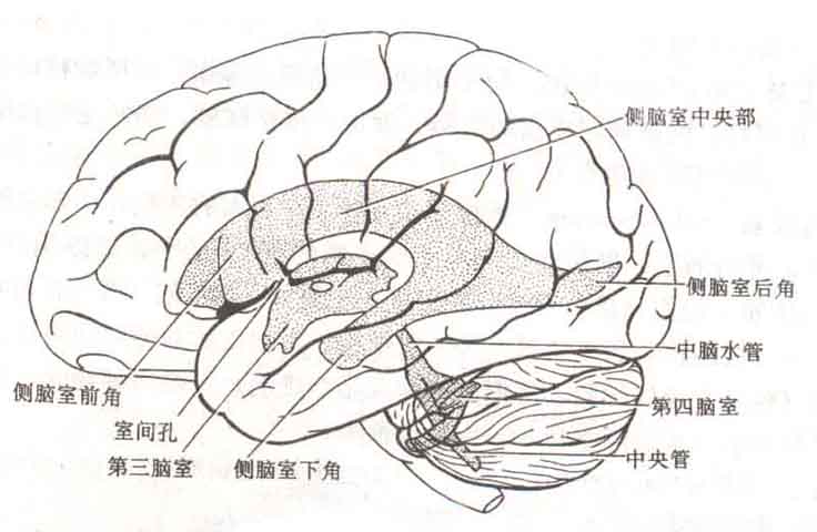 1)基底核:是指包埋在大脑底部白质内的灰质核团,包括尾状核和豆状