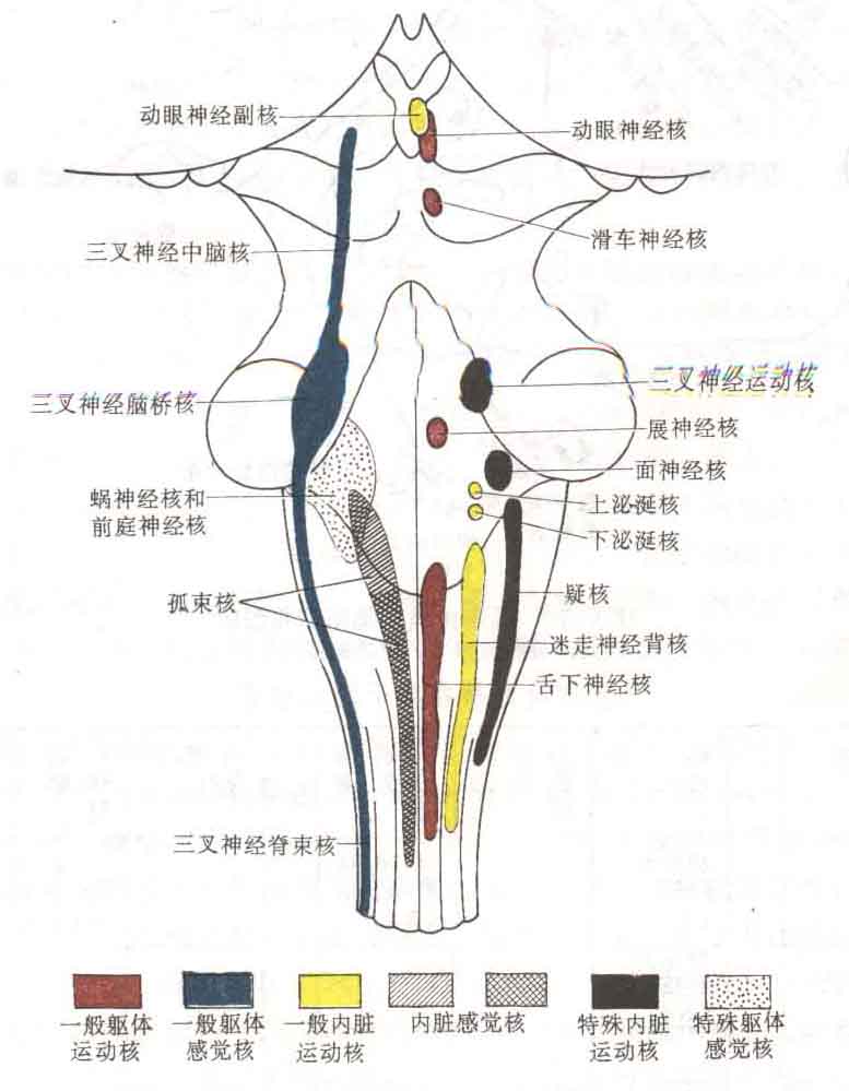 脑神经核在脑干背面的投影