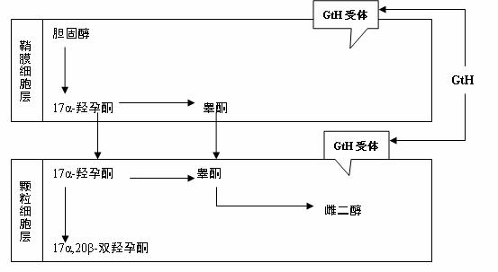 马苏大马哈鱼卵巢合成雌二醇和17α20β-双羟孕酮的双层细胞模式.jpg