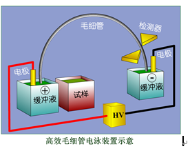 hpce毛细管电泳研究生课程课件