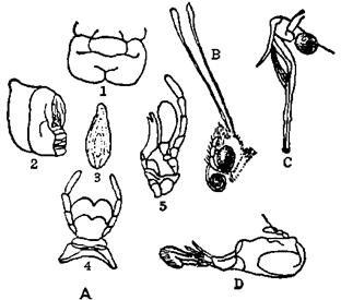 (图6-17): 图10-9  昆虫的口器 a 咀嚼式口器:1,上唇 2,上颚 3,舌 4