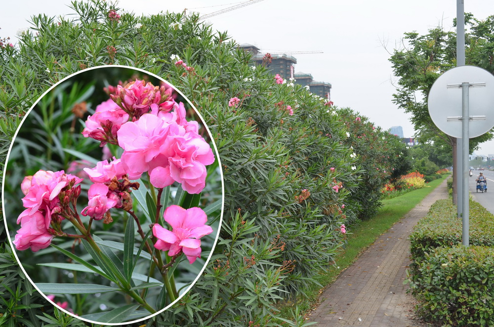 图50-1 夹竹桃植于公路边