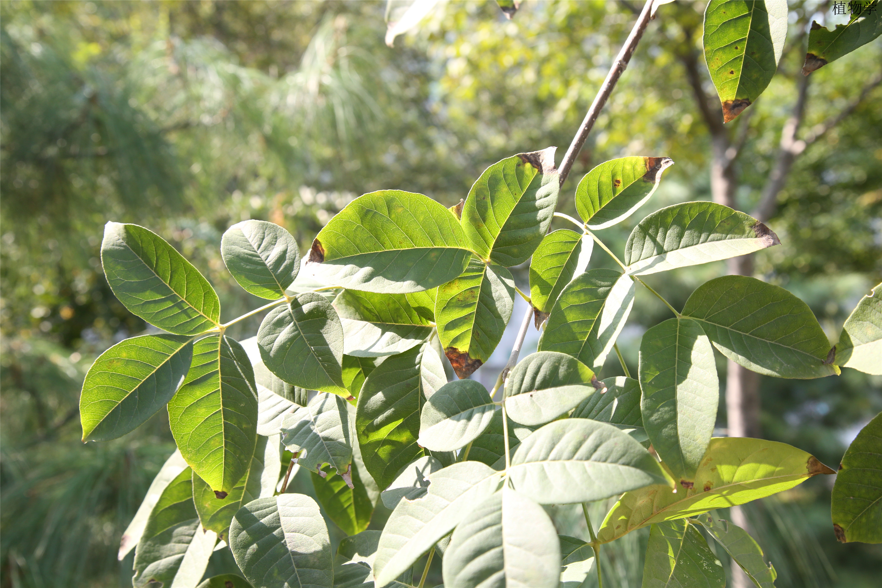 大叶白蜡 (12).jpg