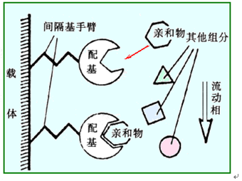 7-2-3 亲和色谱法示意图