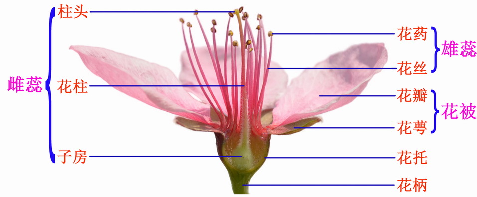 花是一个节间极度短缩并适应生殖的变态枝条,花的各个组成部分,可以看