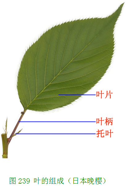 叶一般由叶片,叶柄和托叶三部分组成(图239).