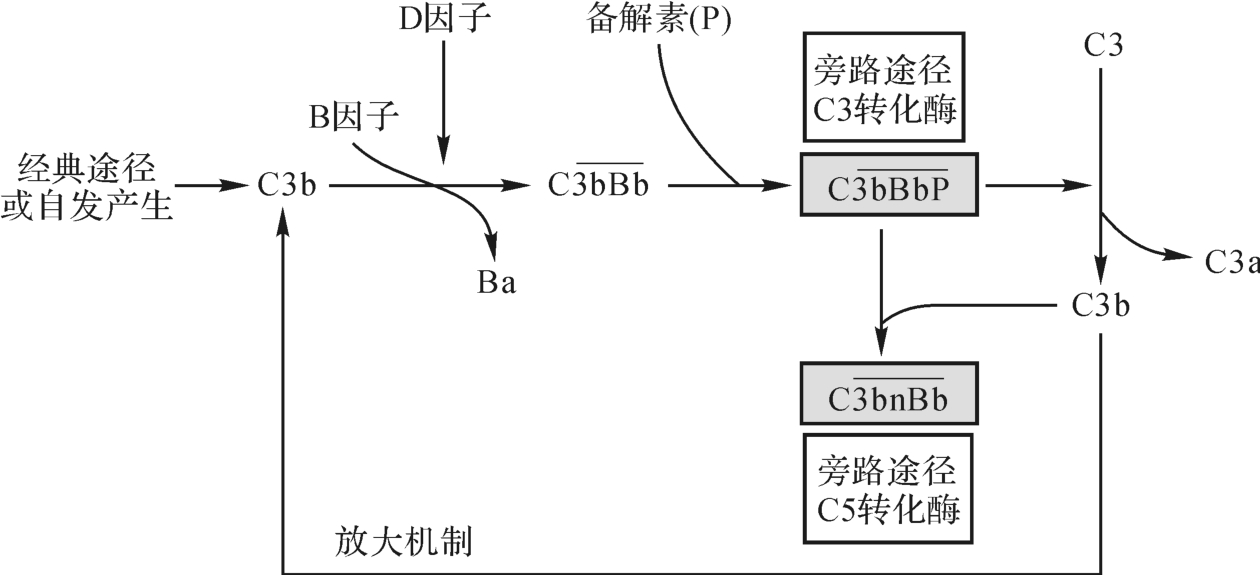 补体系统的激活_免疫学与免疫制剂