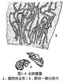 2. 念珠藻属